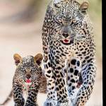 Clearance Lekhuleni Profile Picture