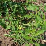 Dimon Edward Profile Picture