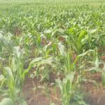 Moses Katanga Profile Picture