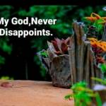 Joy Shaneez Profile Picture