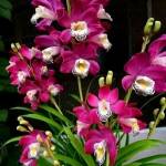 Kip roba Profile Picture