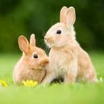 Gideon Kiplimo Profile Picture