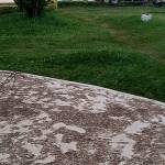 Sydney Mala Profile Picture