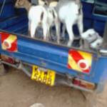 Moses Kahindi Profile Picture