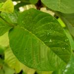 asrizal borhanudin Profile Picture