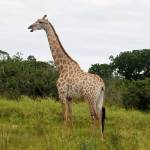 Teresa Riggins Profile Picture