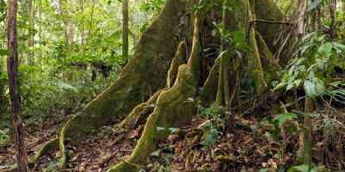 Maajabu tisa ya msitu mkubwa duniani wa Amazon