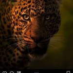 Denzel Mswazi Profile Picture