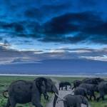 Emily Mjomba Profile Picture