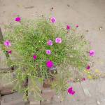 toelay toelay Profile Picture