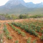 eliajah sangoya Profile Picture