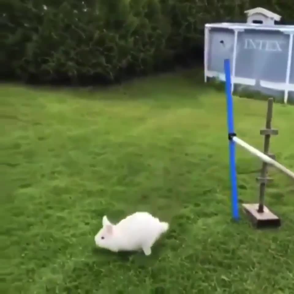A good trainer rabbit