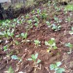 Victor yegon Profile Picture