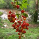 Benard Langat Profile Picture