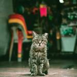 Mahmood Islam Profile Picture