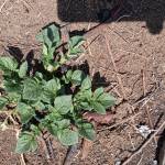 David Mlelwa Profile Picture