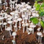 Arnold Mbaja Profile Picture