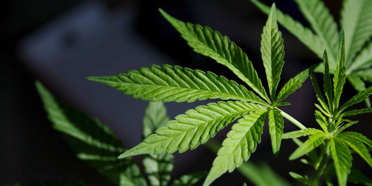 Benefits of Marijuana in the Medical Field