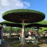 Kamaru Wa Rucia Profile Picture