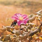 Sammy Kip Profile Picture