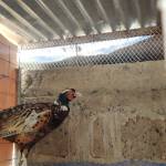 Justus Nyeki Profile Picture