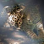 Jaguarr Manuel Profile Picture