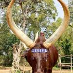 Hatangimana Diogene Profile Picture