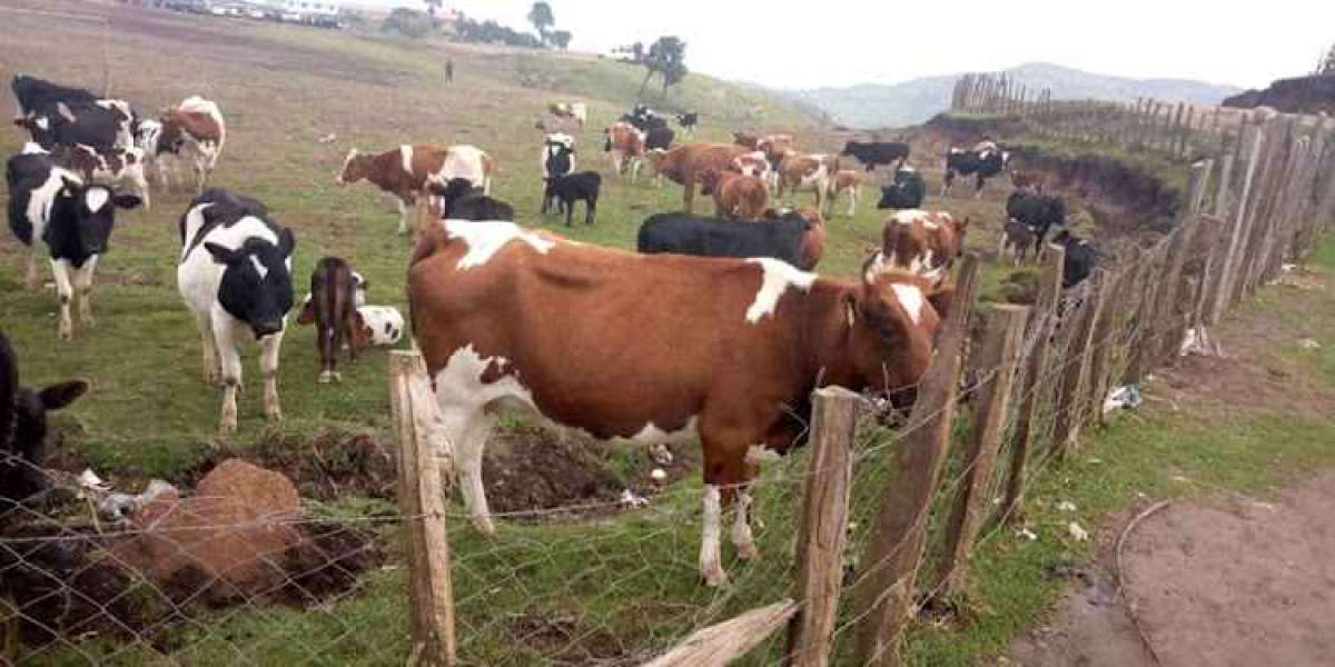 Meru man to serve 4 years, not 7, for sex with cow