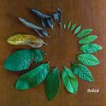 Denis Kombe Profile Picture