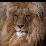 Thabo Tsokodibane Profile Picture