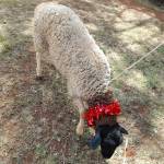 Collins Ruto Profile Picture