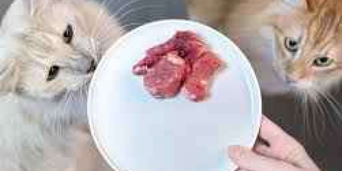 Know All About What and the way To Feed Cats