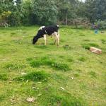 ernest kiprop Profile Picture