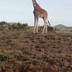 Abdihakim Yunis Profile Picture