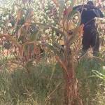 Nathan Gideon Profile Picture