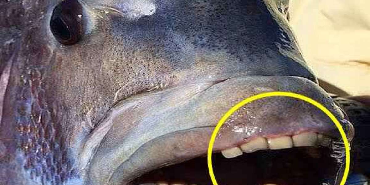 Fish with 'human teeth' caught in North Carolina