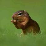 Zinuu Boston Profile Picture