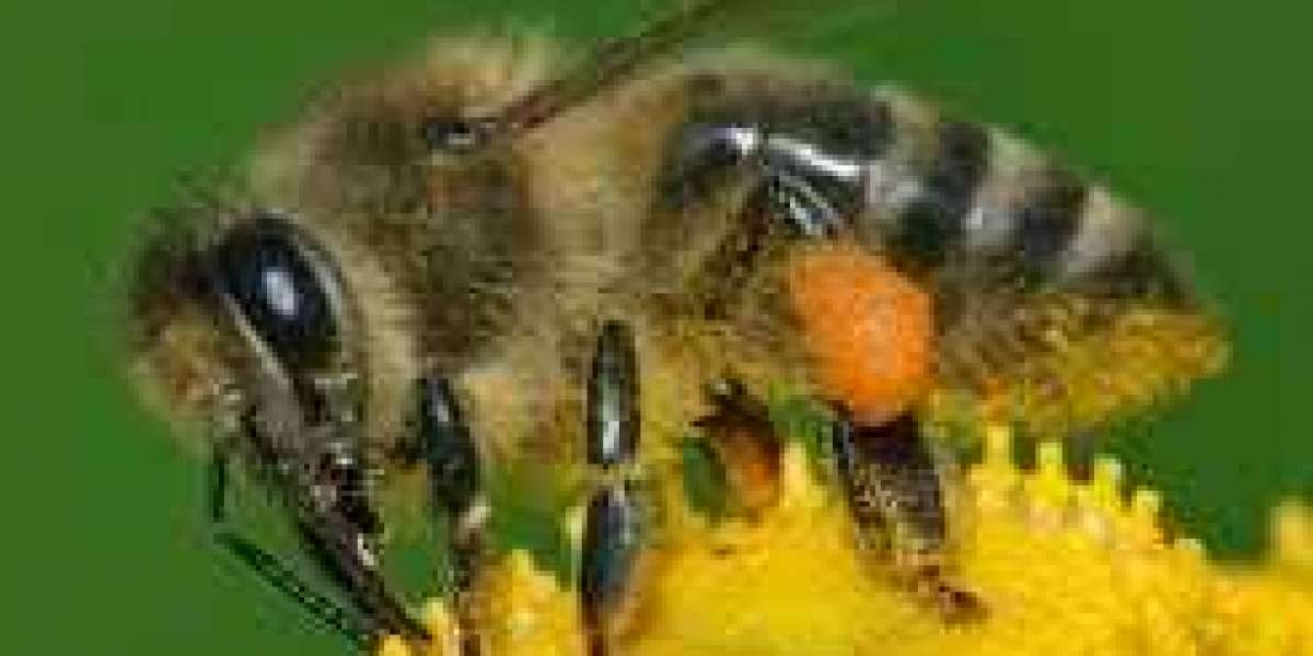 Bees and their background