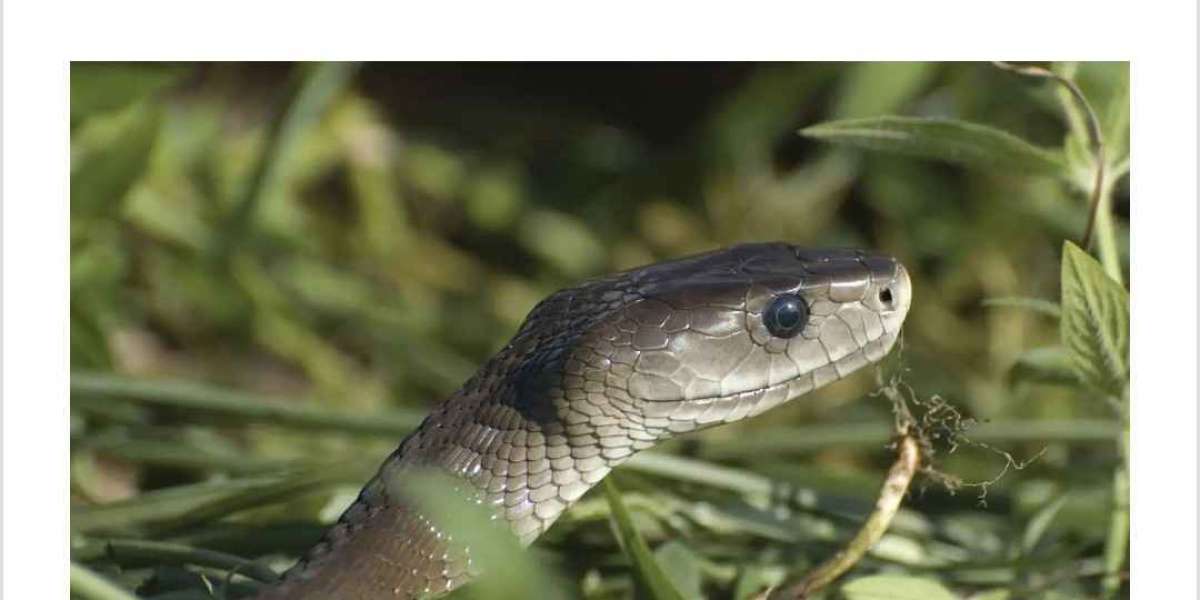 A dangerous African snake named for its black mouth and The barba amarilla (“yellow chin”) of Latin America