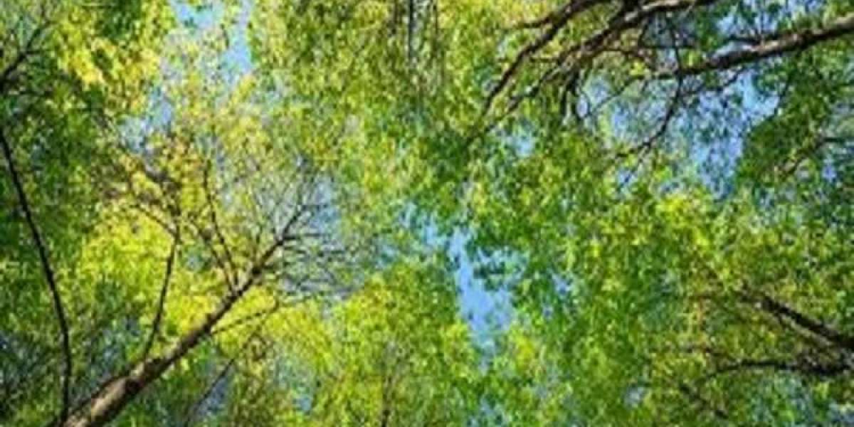 Expert Arborist in Sagaponack At Nominal Price