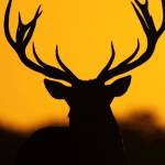 Nicodemus Mwema Profile Picture