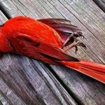 Bhangu Bhangu Profile Picture