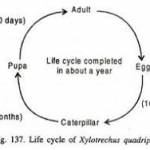 ramsolee family Profile Picture