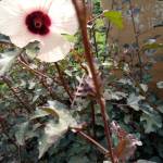 Kimtaiwan Profile Picture