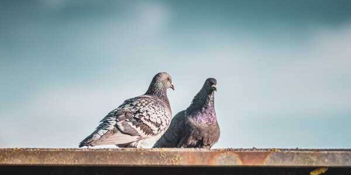How the Best Bird Deterrents For Roofs Can Help You Prevent Damage and Save Money