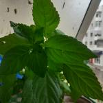 salamsalama Profile Picture