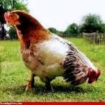 Koshka Profile Picture