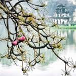 Hoi Thi Profile Picture