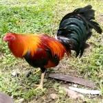 Brian Ogwe Profile Picture