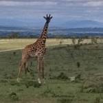 Richard Laon Profile Picture